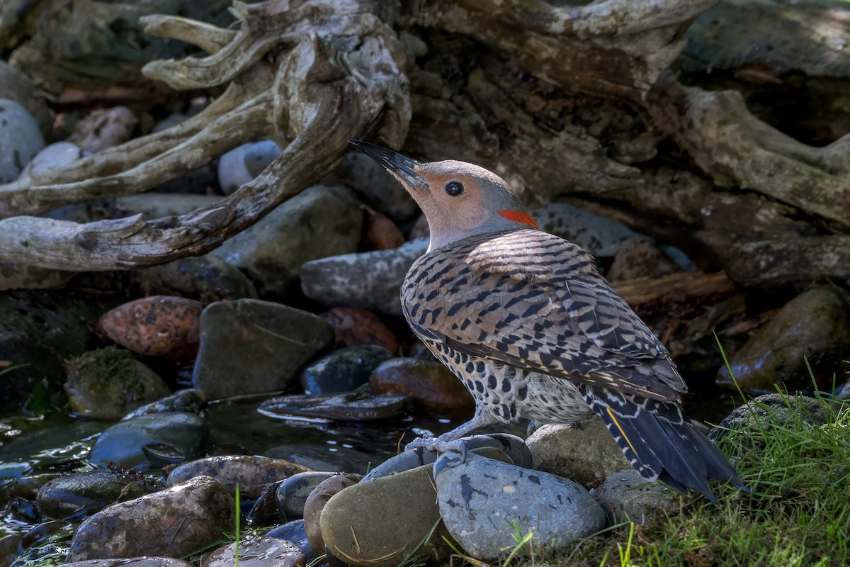 Northern Flicker - Ric mcarthur