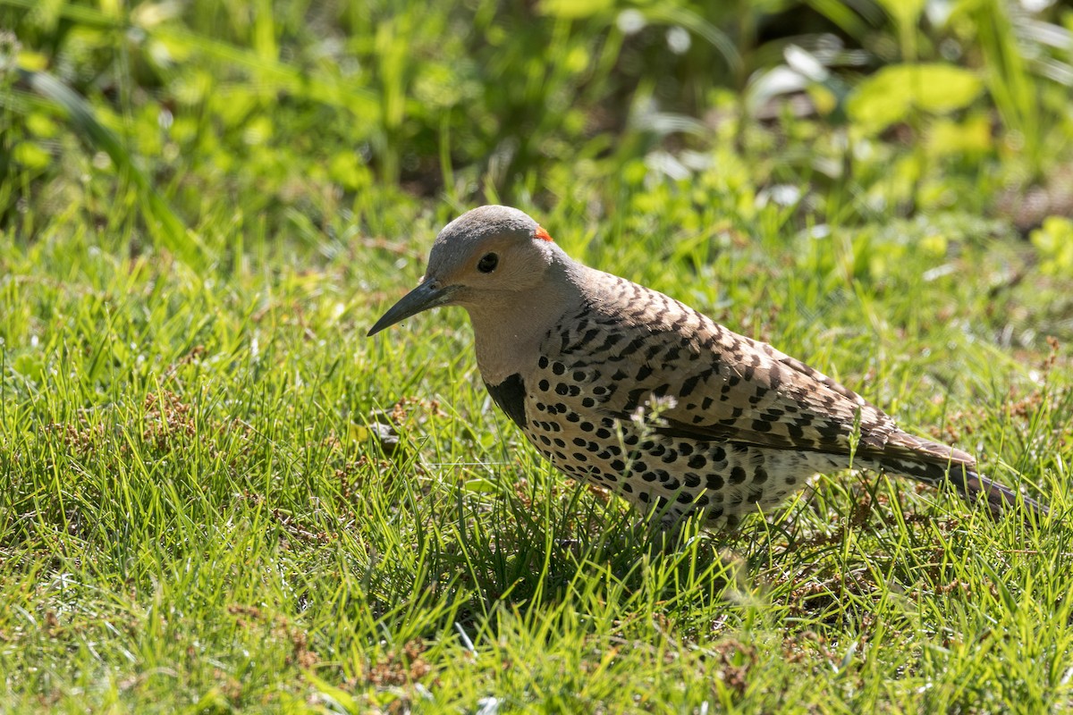 Northern Flicker - Ric mcarthur