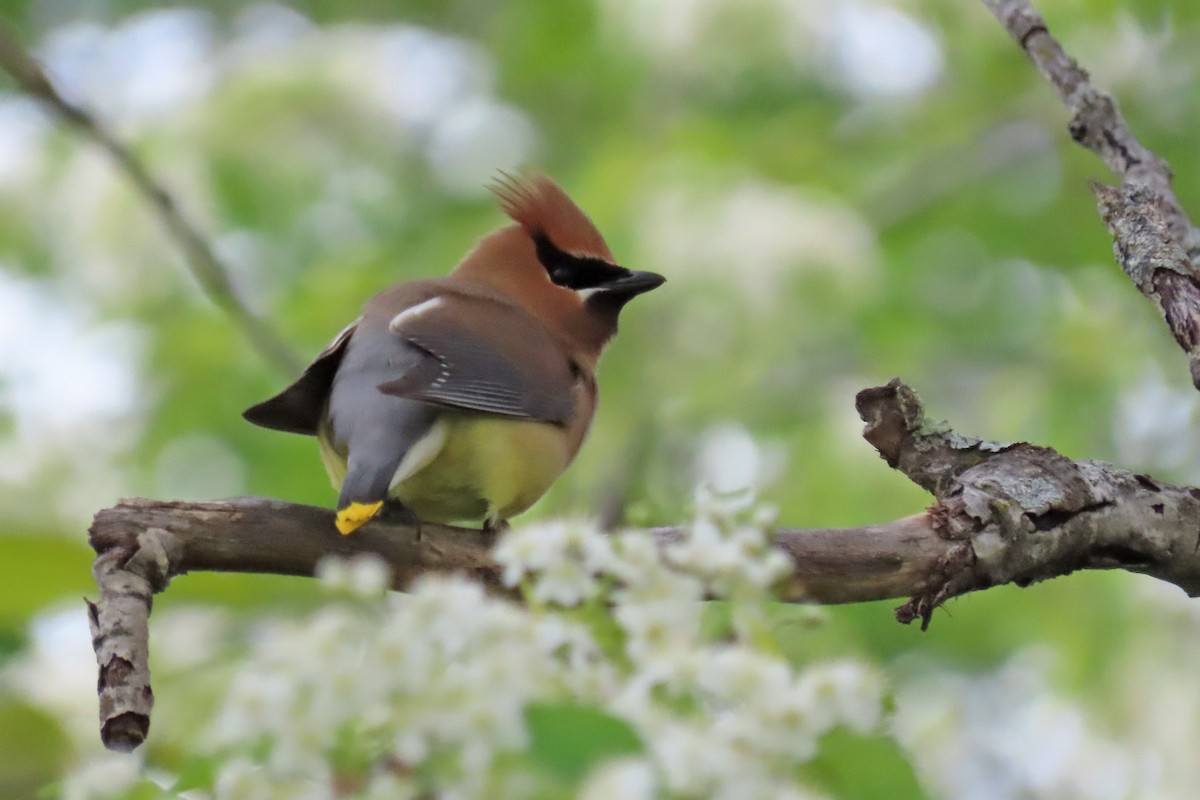 Cedar Waxwing - ML619547296