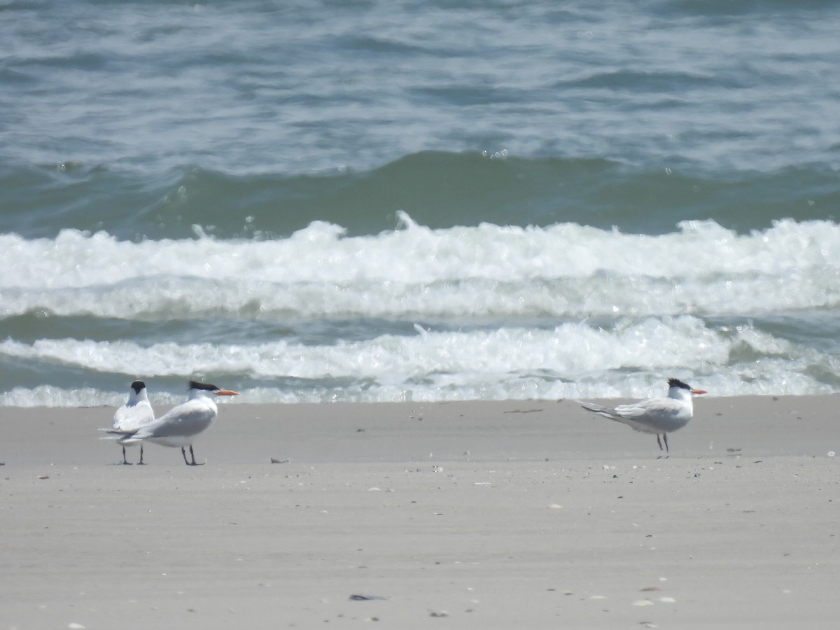 Royal Tern - Cindy Leffelman