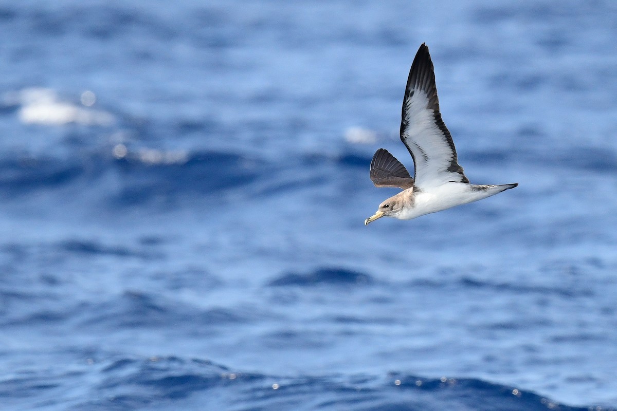 Cory's Shearwater (borealis) - Kate Sutherland