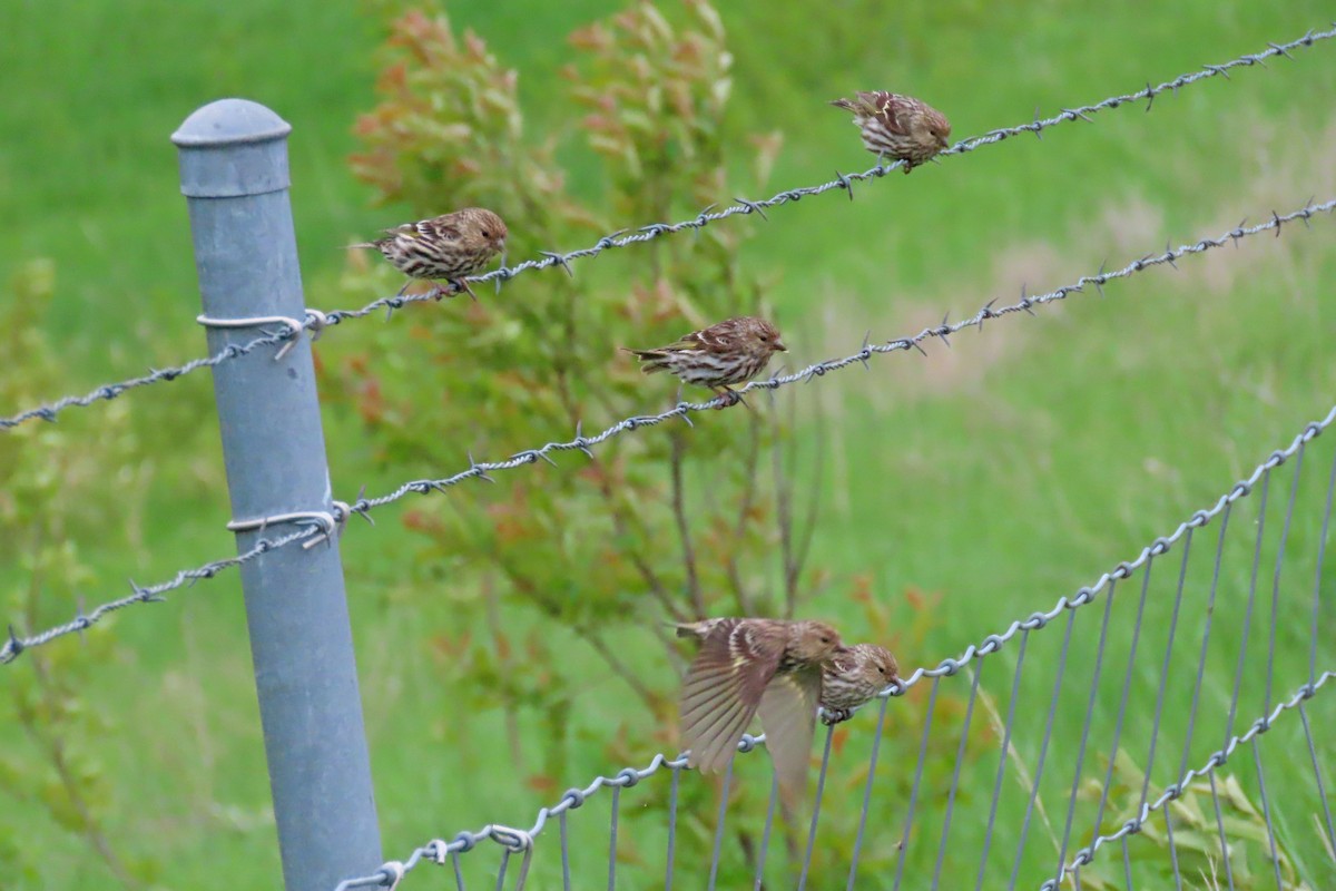 Pine Siskin - John Zakelj