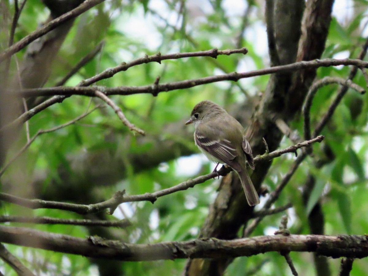 Least Flycatcher - Tania Mohacsi