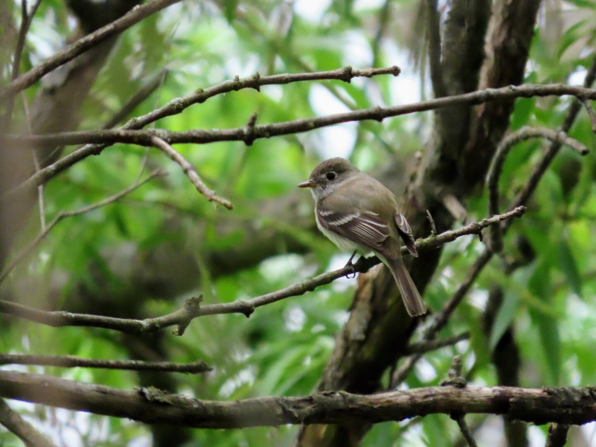 Least Flycatcher - Tania Mohacsi