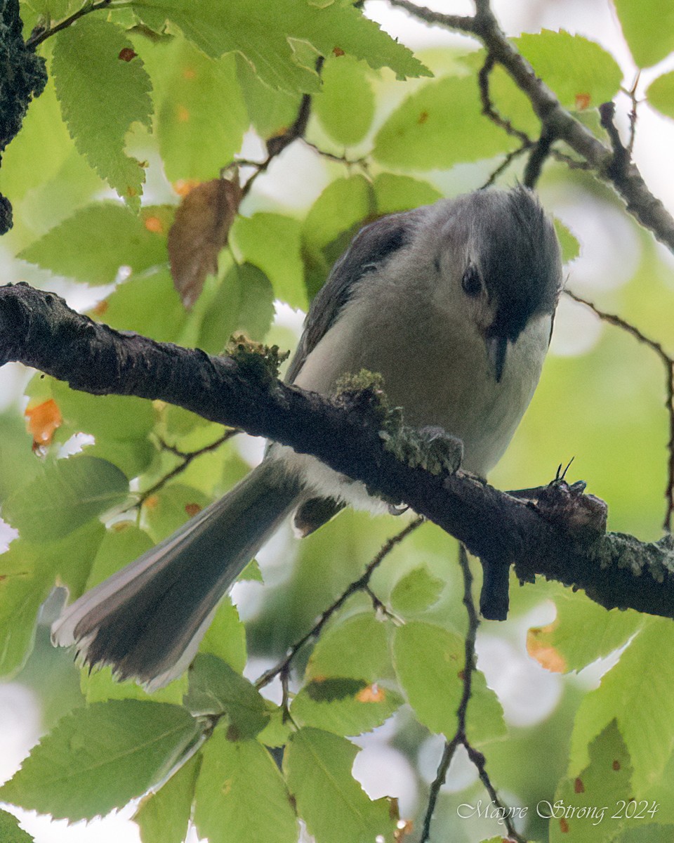 Tufted Titmouse - Mayve Strong