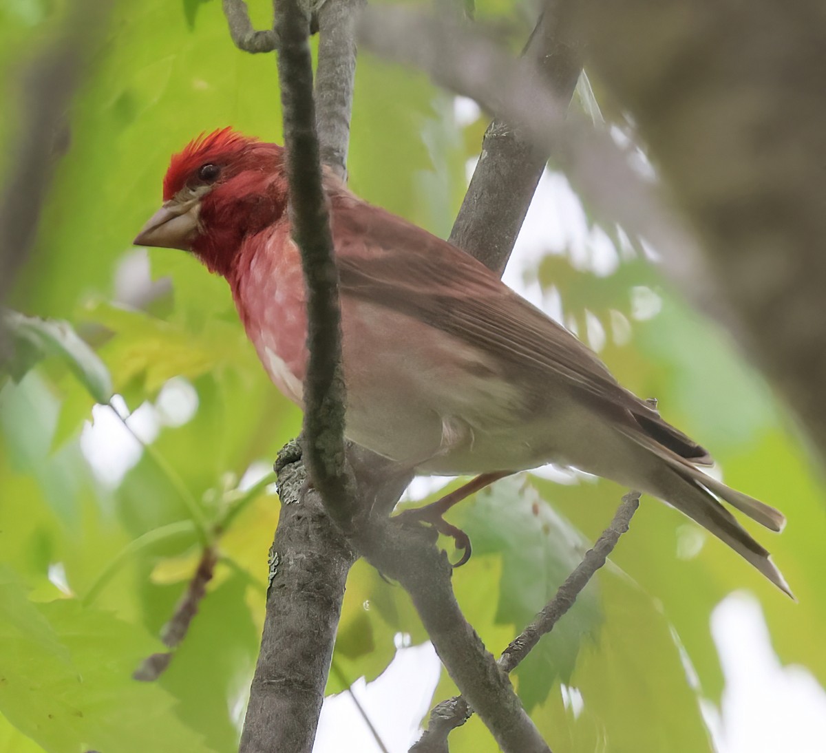 Purple Finch - Charlotte Byers