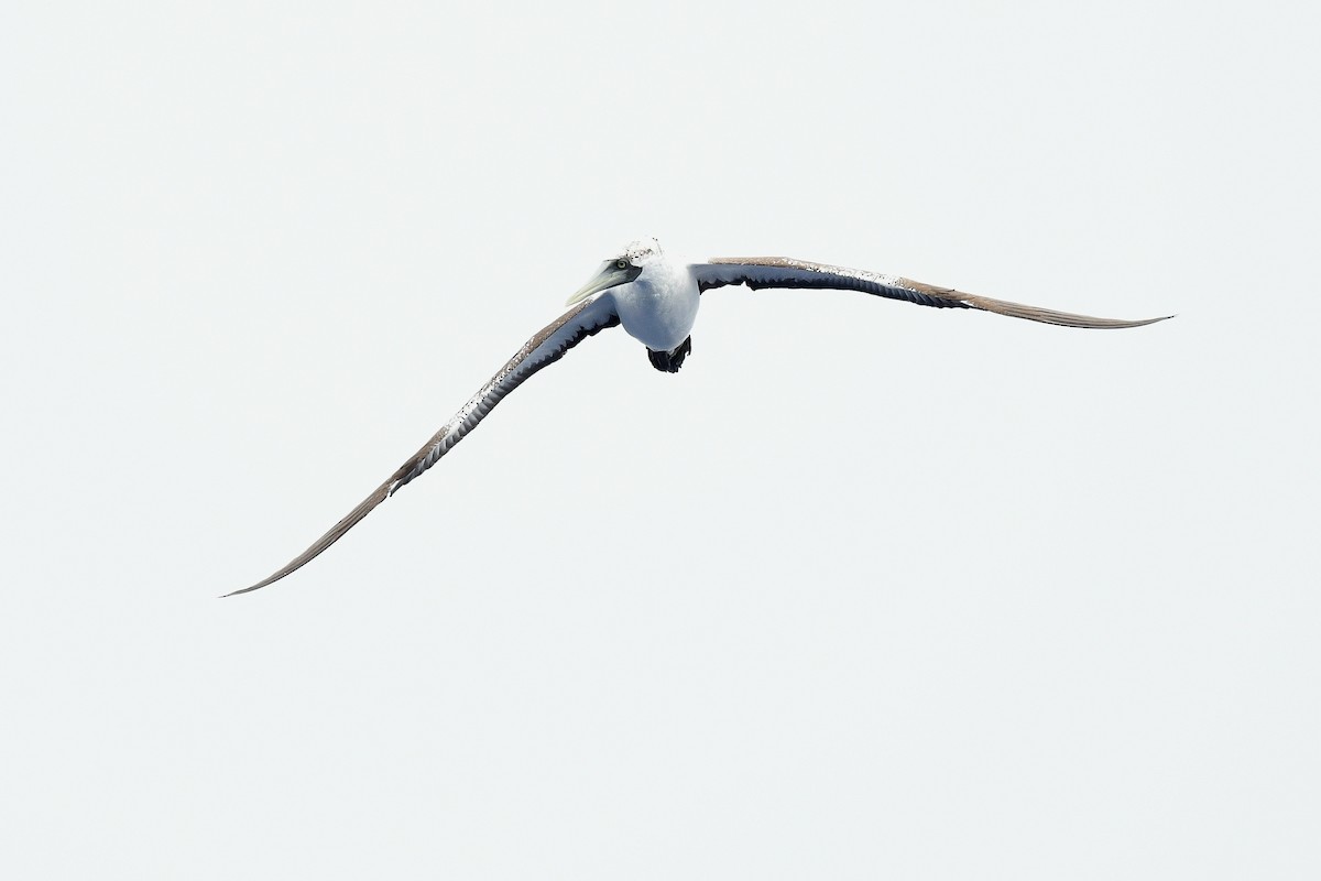 Masked Booby - Kate Sutherland