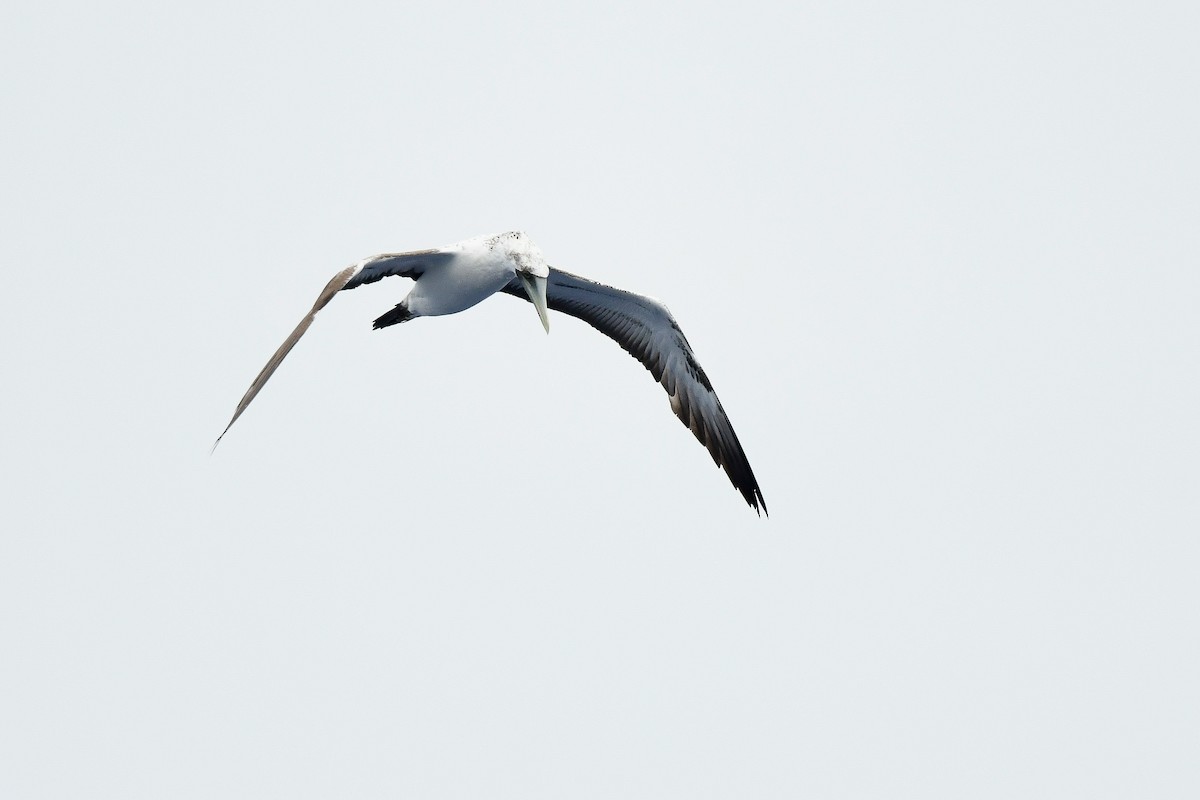 Masked Booby - ML619547323