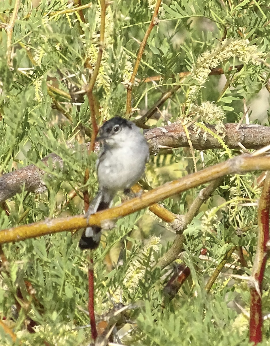 Black-tailed Gnatcatcher - Nancy Overholtz