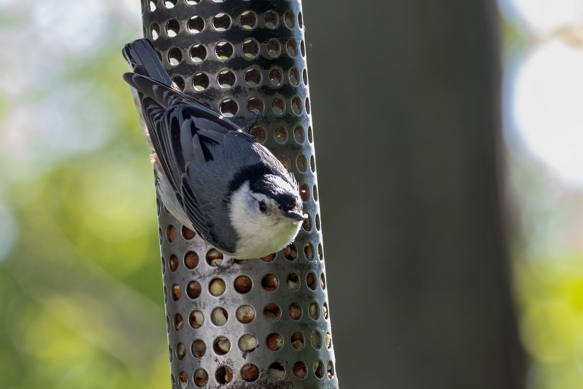 White-breasted Nuthatch - Ric mcarthur