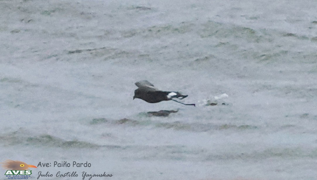 Wilson's Storm-Petrel - JULIO CESAR CASTILLO YAZAUSKAS