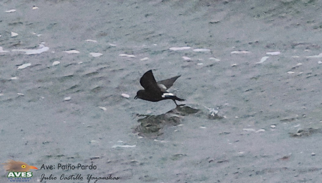 Wilson's Storm-Petrel - JULIO CESAR CASTILLO YAZAUSKAS