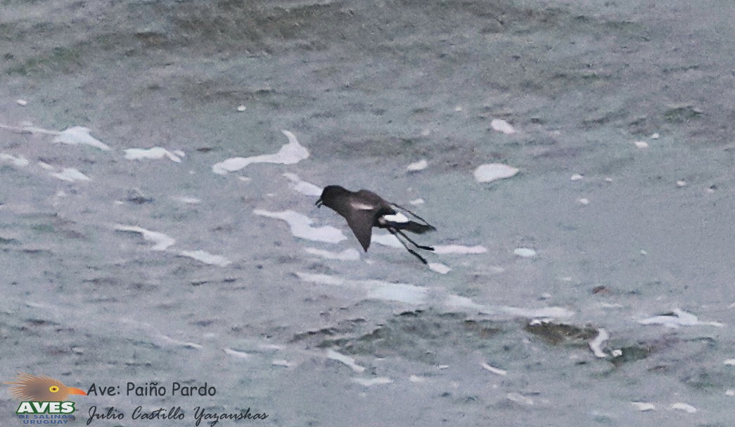 Wilson's Storm-Petrel - JULIO CESAR CASTILLO YAZAUSKAS