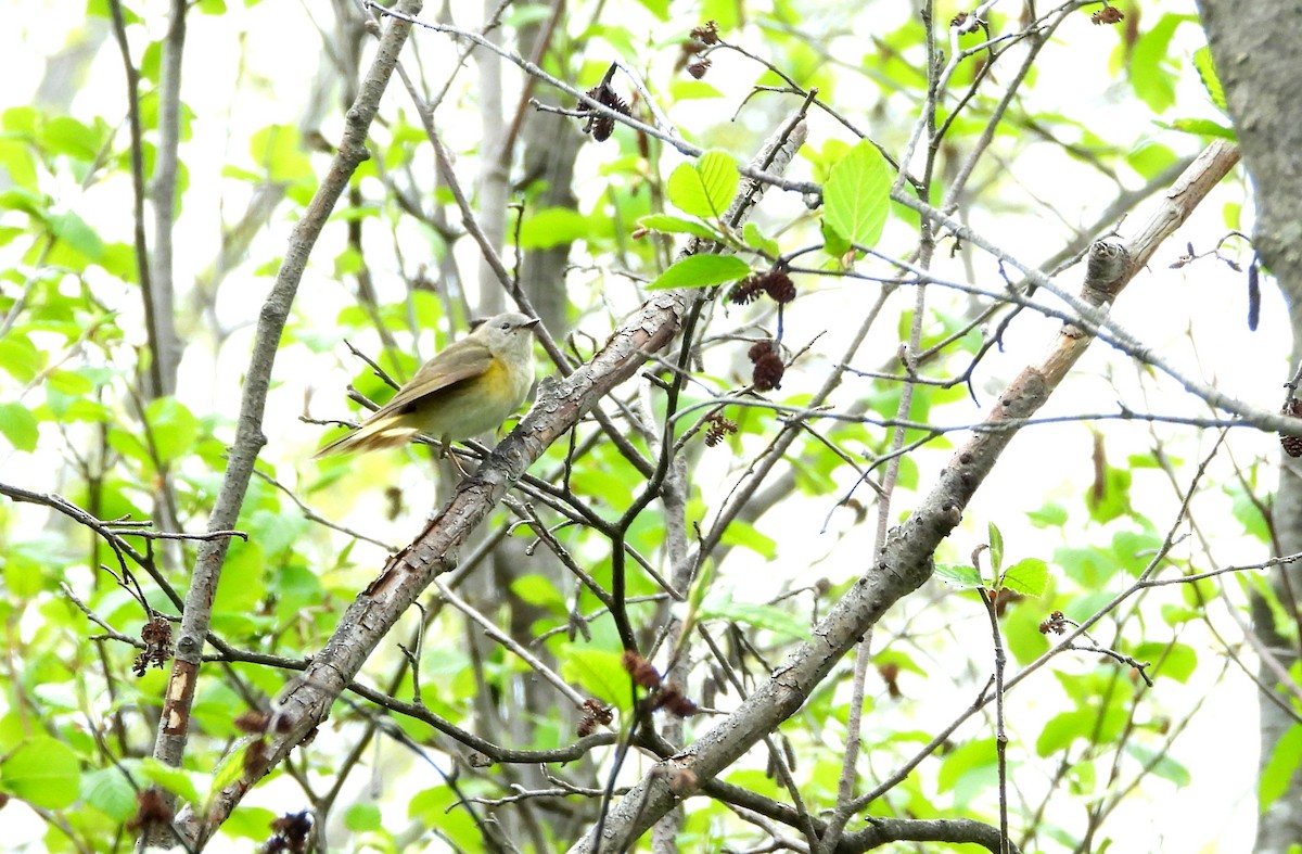 American Redstart - Nicole St-Amant