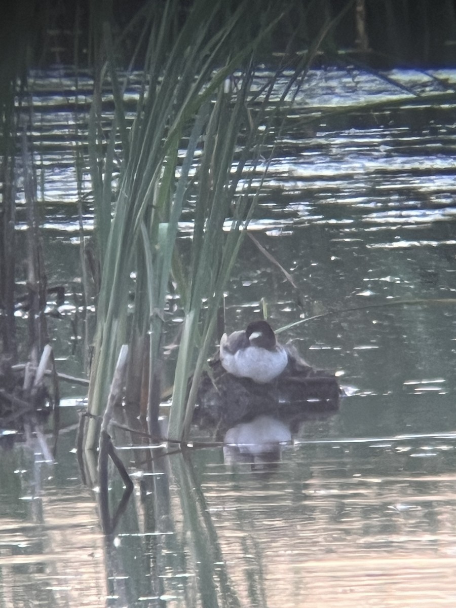 Bufflehead - Brad Bumgardner