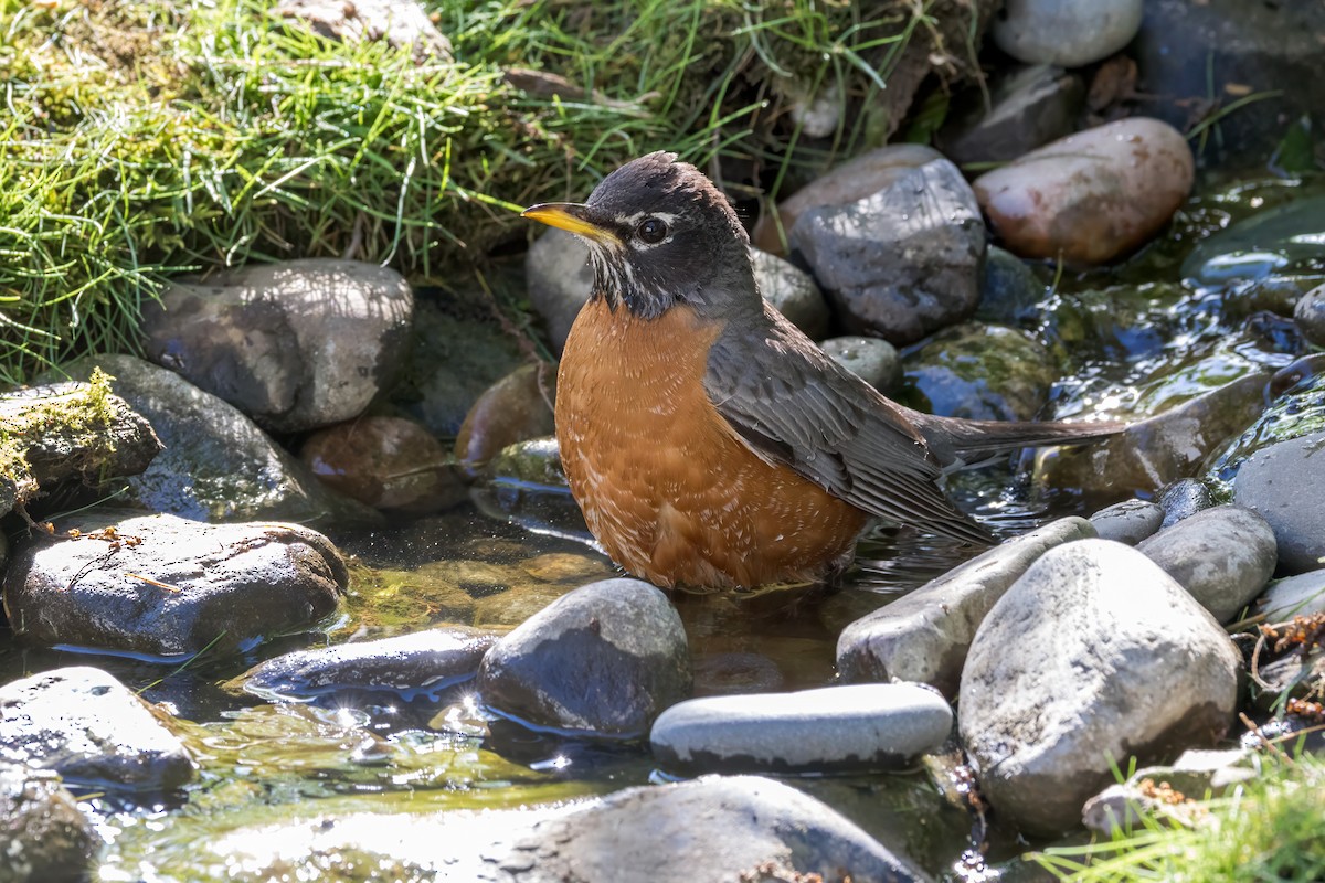 American Robin - Ric mcarthur