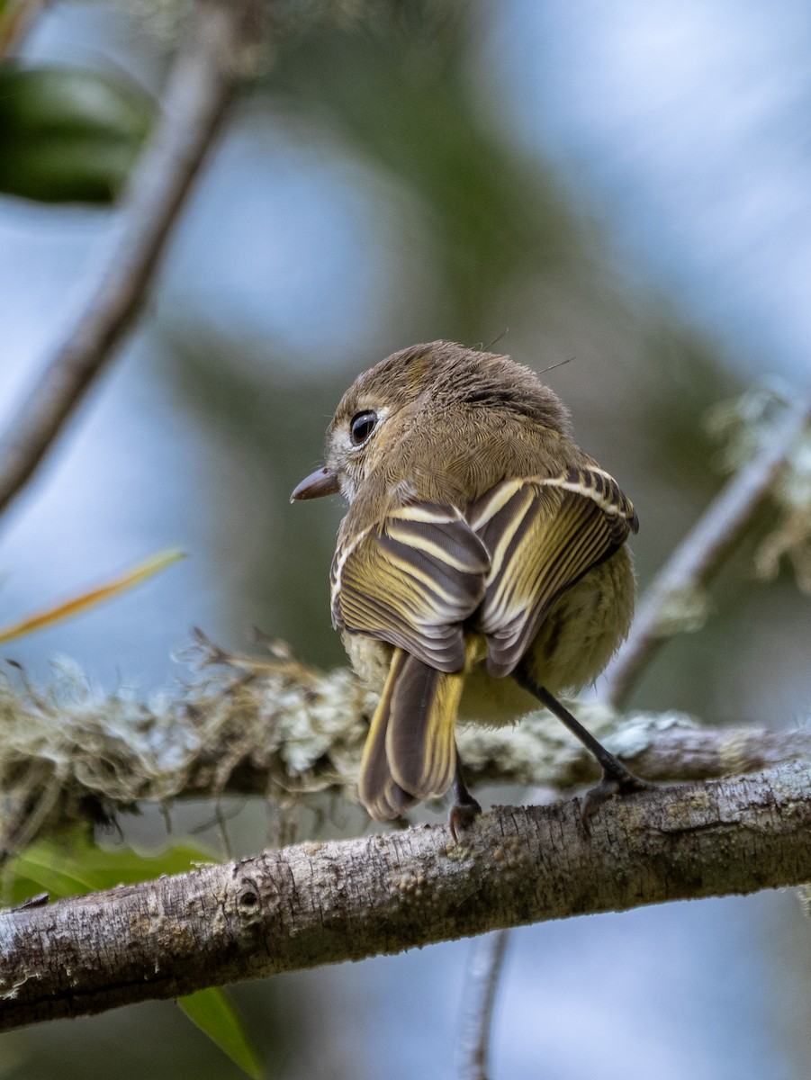 Hutton's Vireo - Lee Friedman