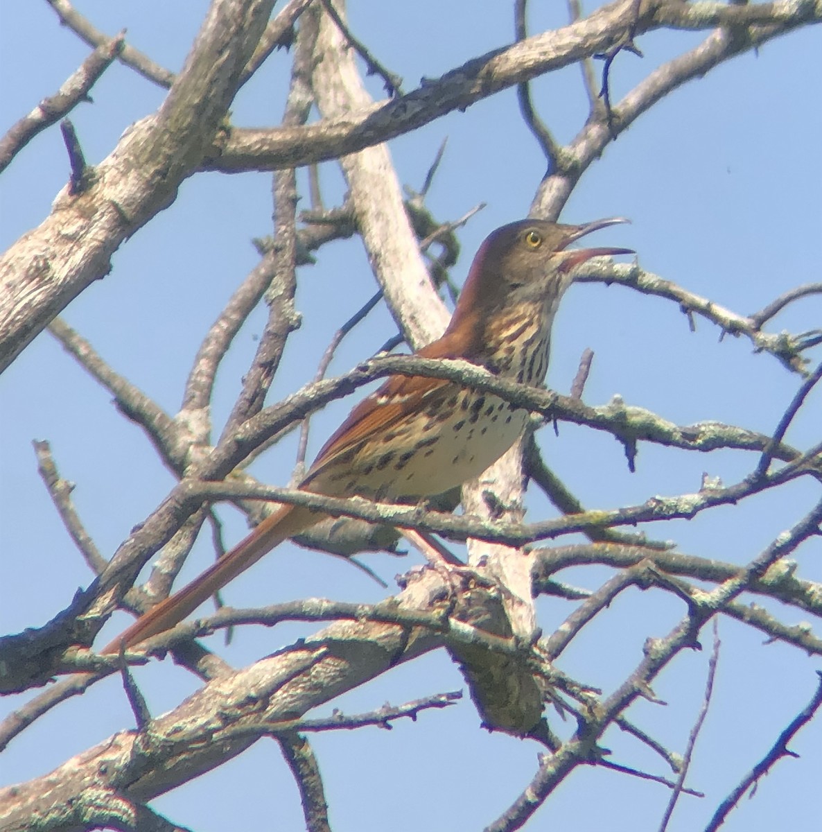 Brown Thrasher - KZ F