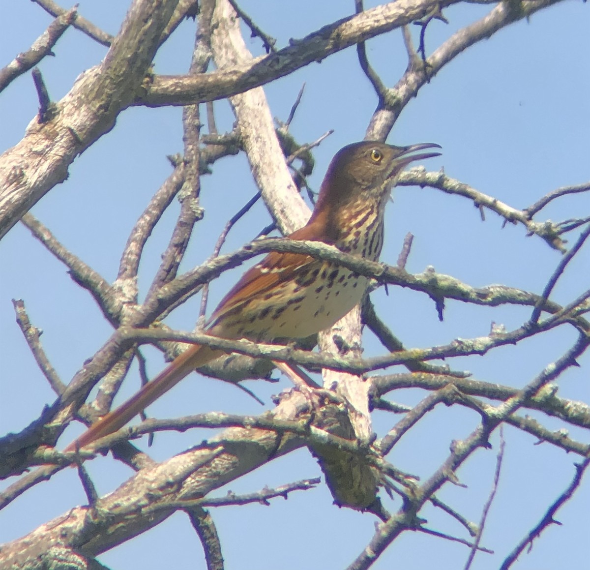 Brown Thrasher - KZ F