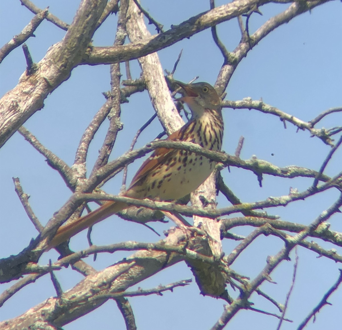 Brown Thrasher - KZ F