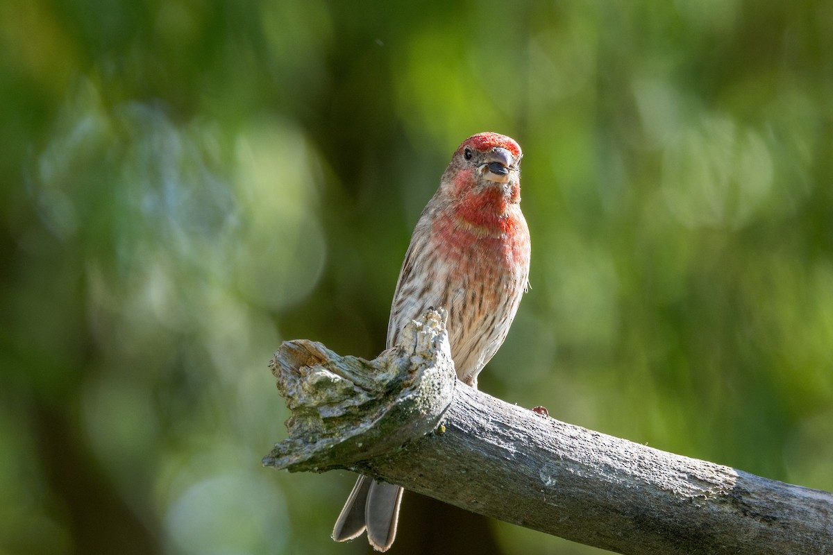 House Finch - Ric mcarthur