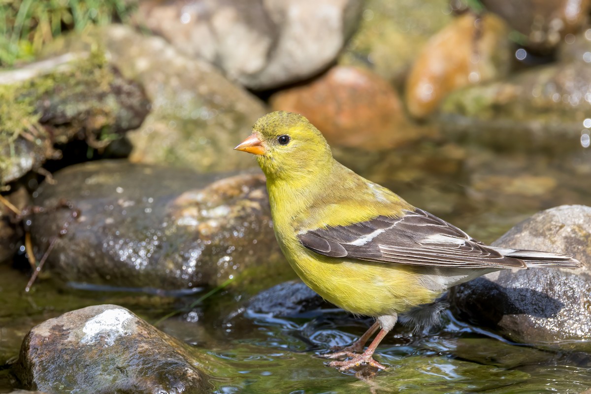 American Goldfinch - Ric mcarthur