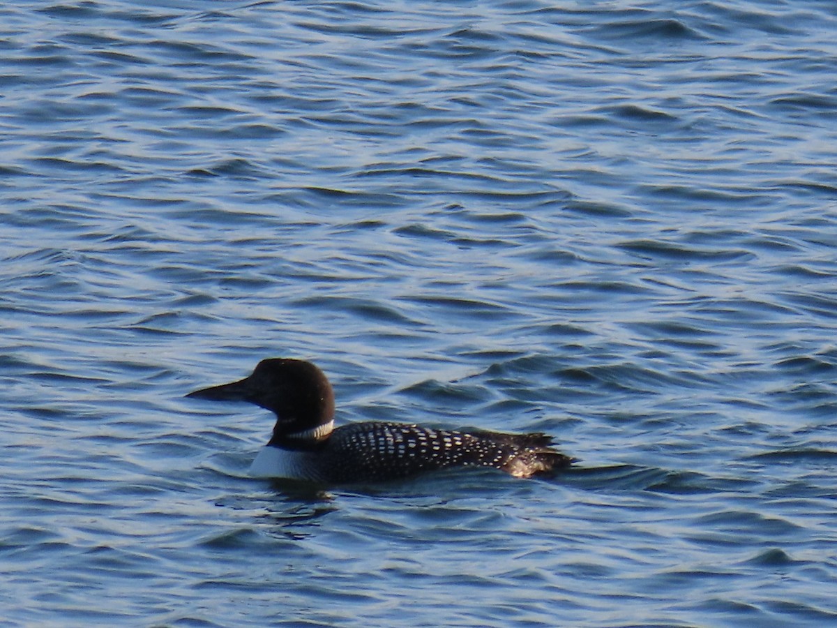 Common Loon - Ericka Albright