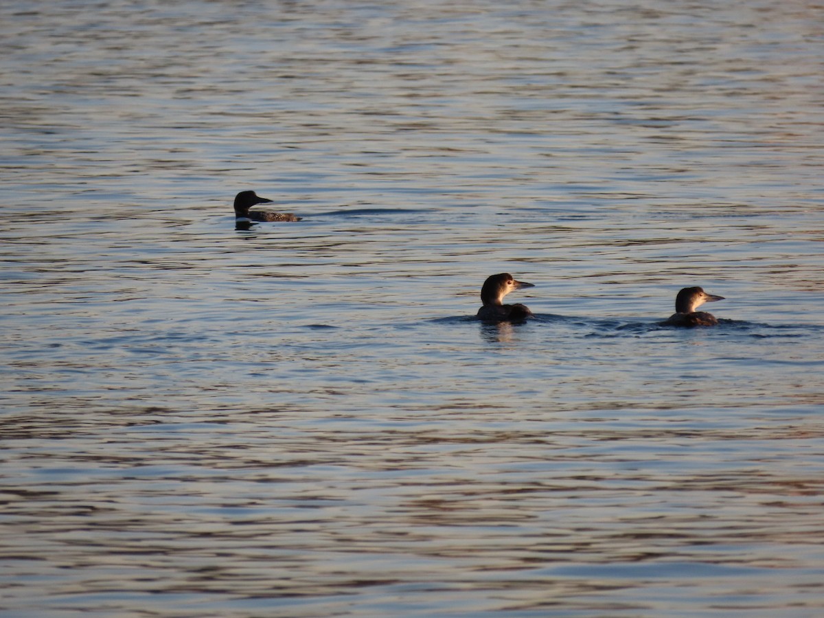 Common Loon - Ericka Albright