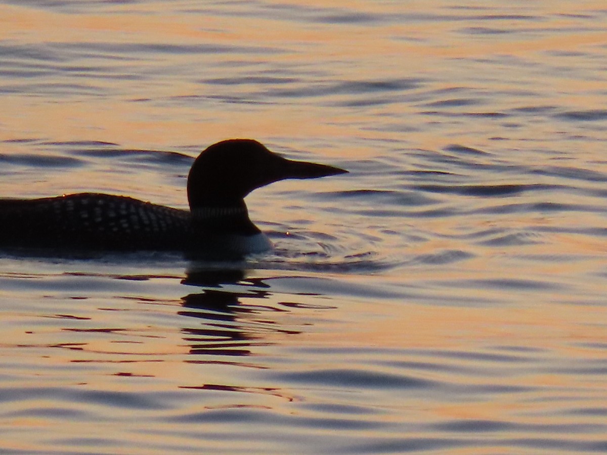 Common Loon - Ericka Albright