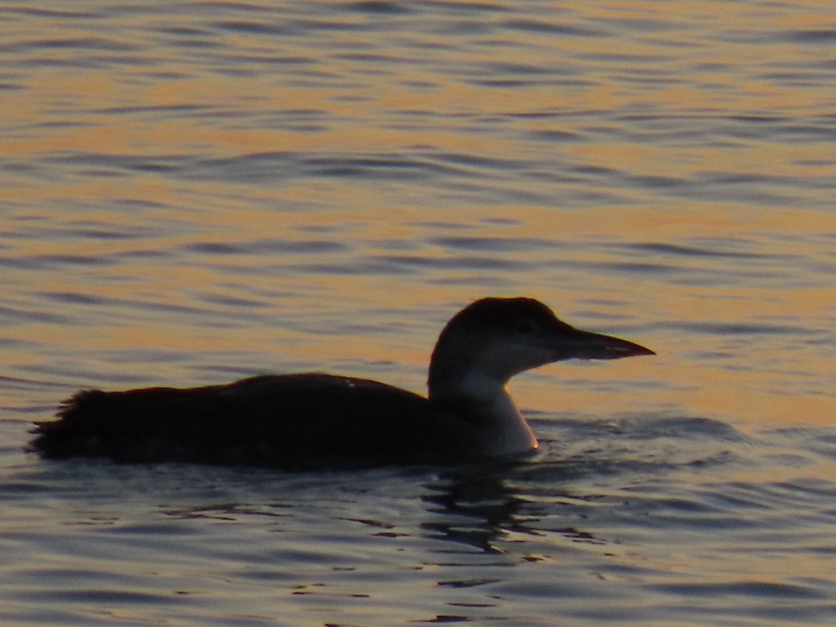 Common Loon - Ericka Albright