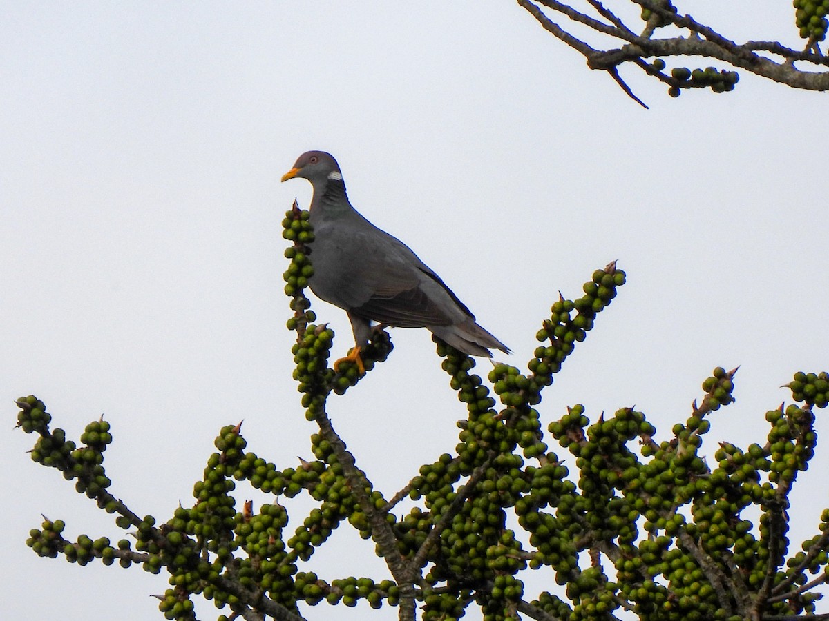 Band-tailed Pigeon - Wilson Ortega