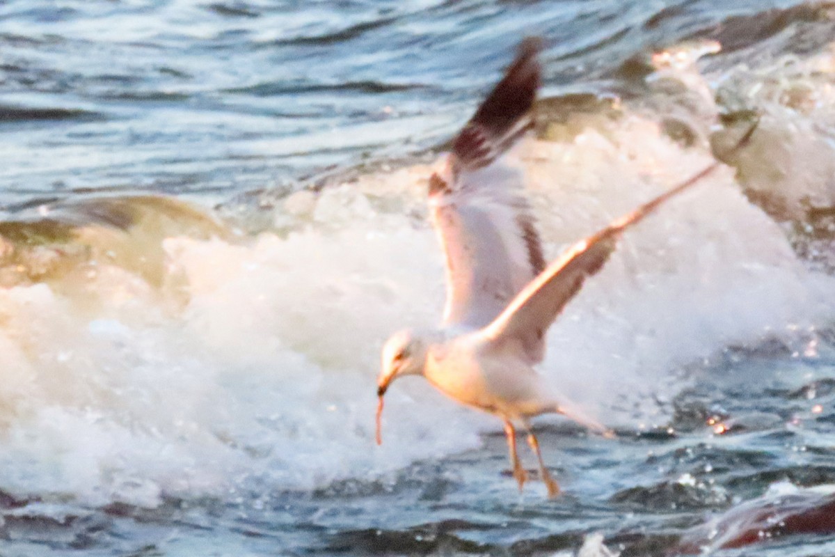 Ring-billed Gull - John Zakelj