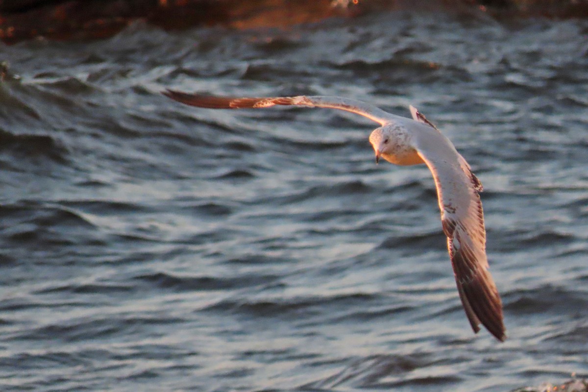 Ring-billed Gull - John Zakelj