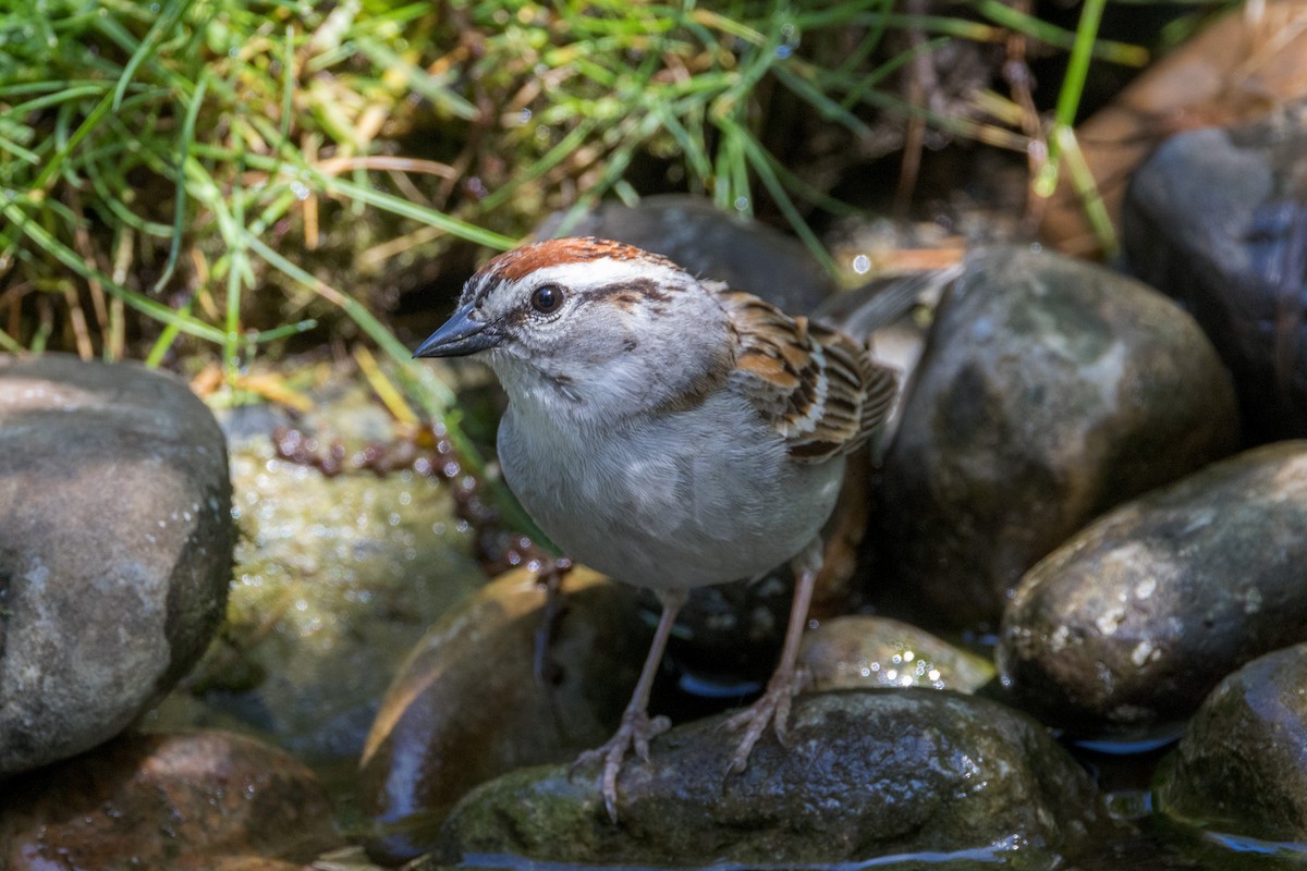 Chipping Sparrow - Ric mcarthur