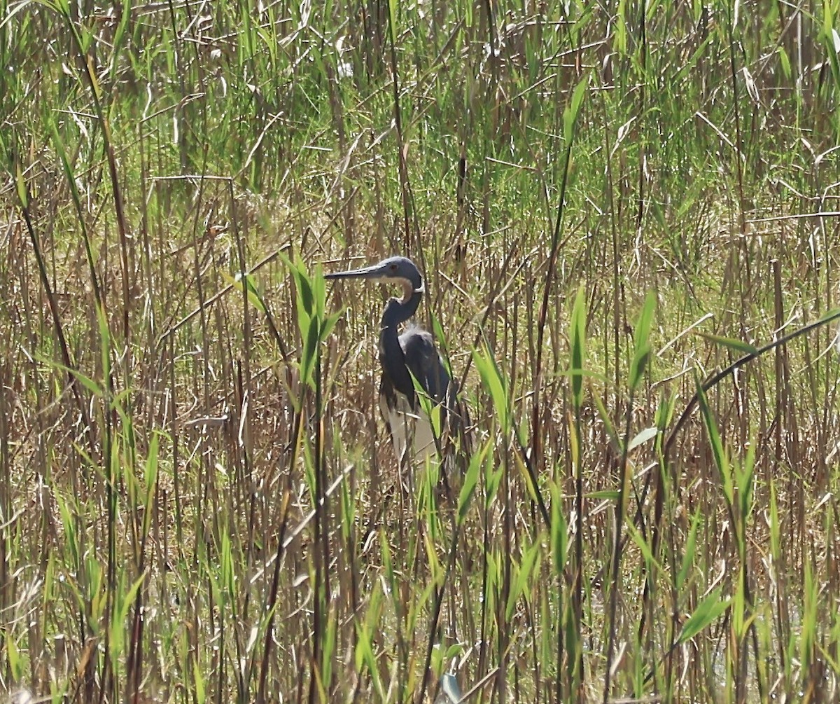 Tricolored Heron - Margo Goetschkes