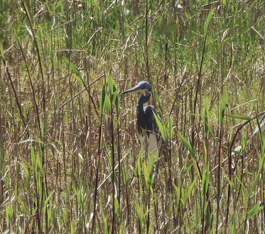 Tricolored Heron - Margo Goetschkes