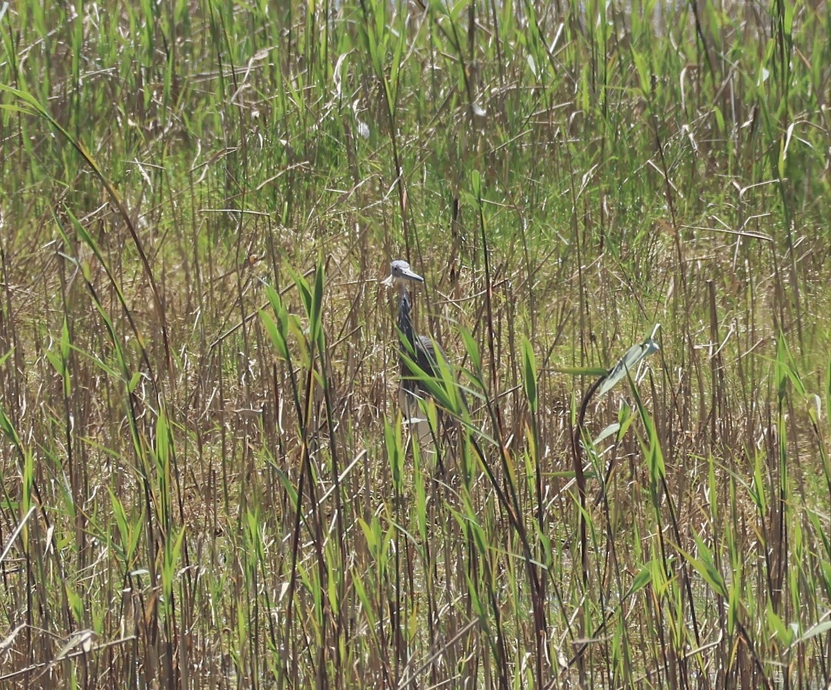 Tricolored Heron - Margo Goetschkes