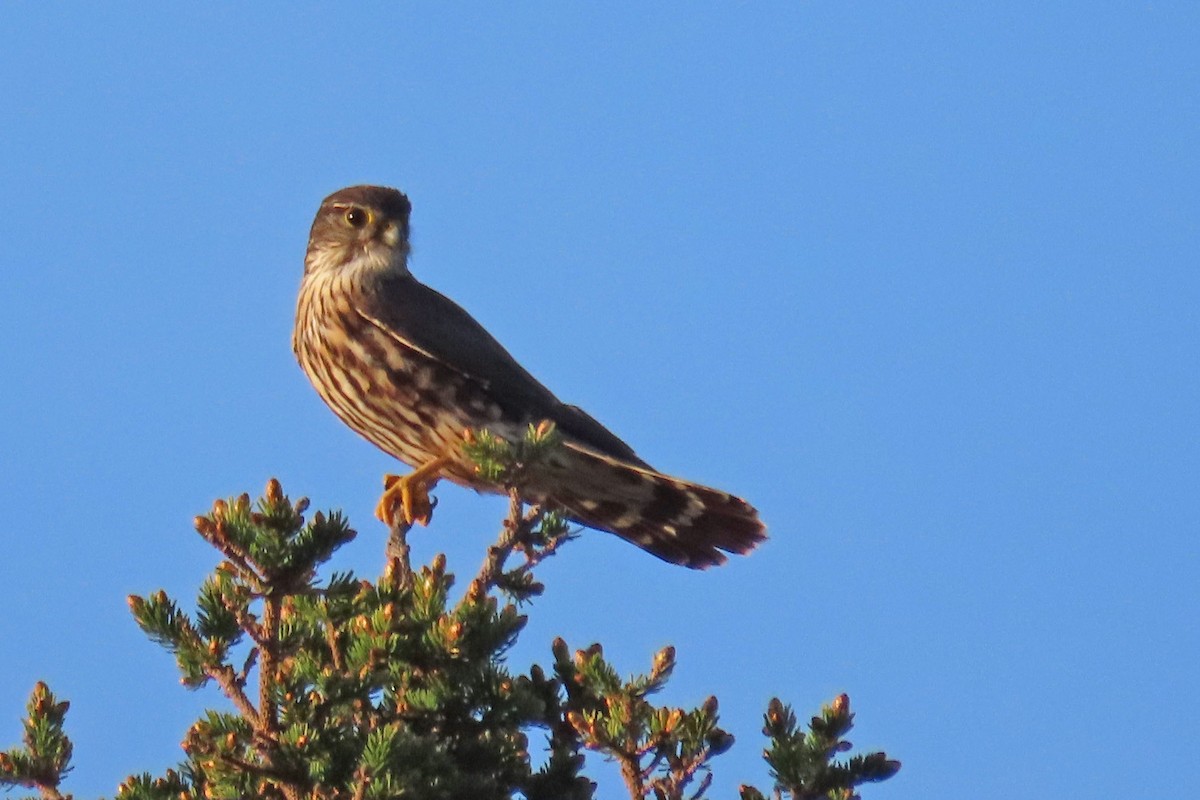 Merlin - John Zakelj