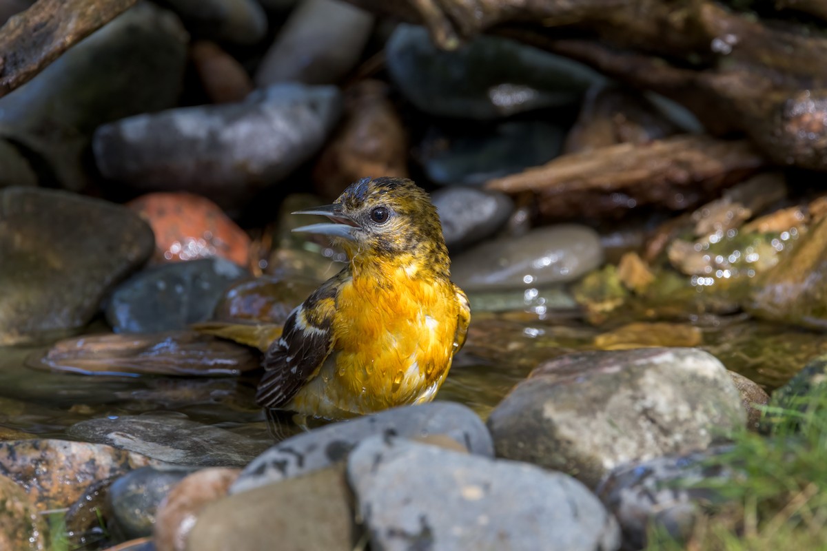 Baltimore Oriole - Ric mcarthur