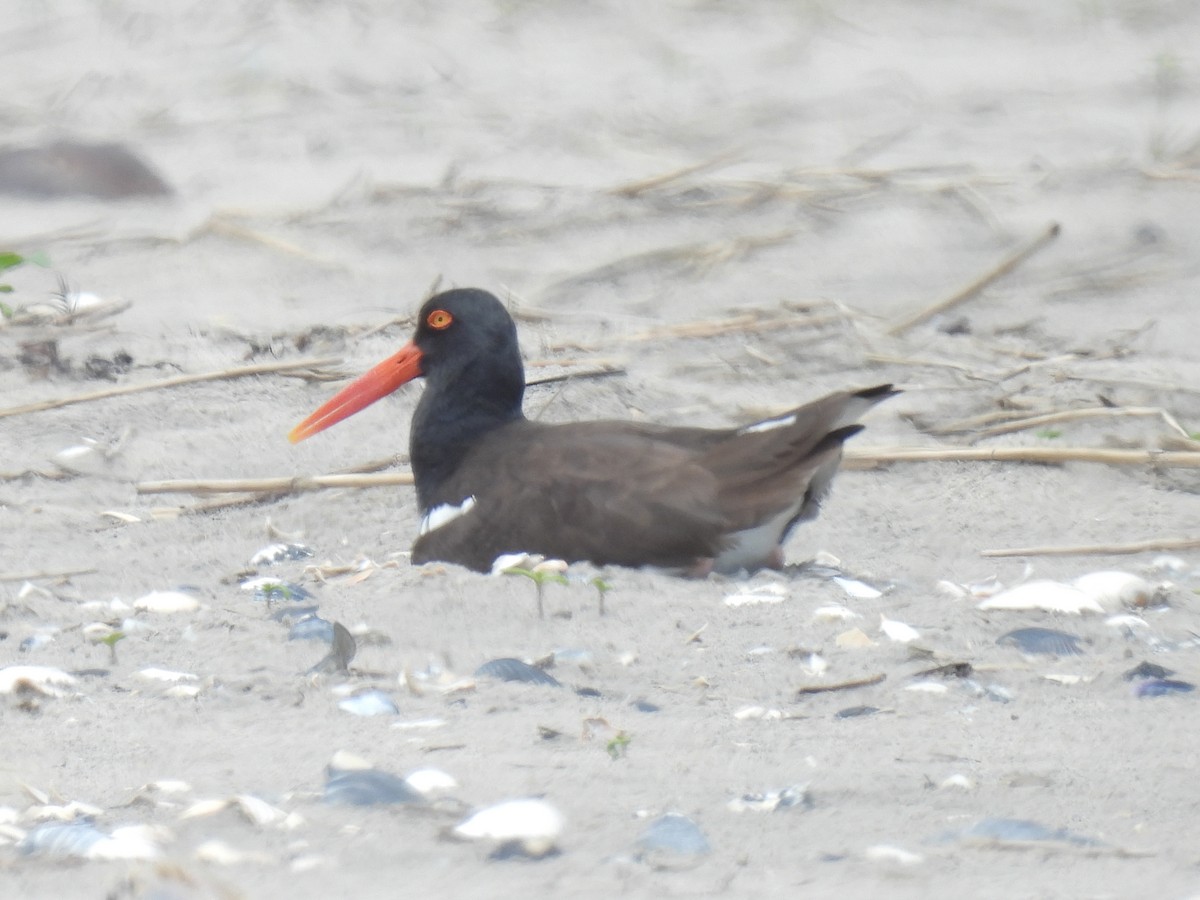 American Oystercatcher - ML619547380