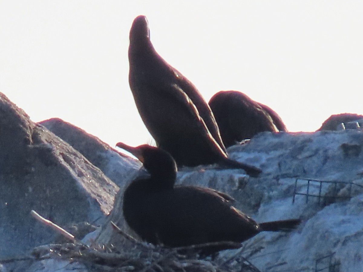 Double-crested Cormorant - Ericka Albright