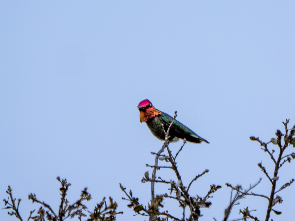 Anna's Hummingbird - Lee Friedman