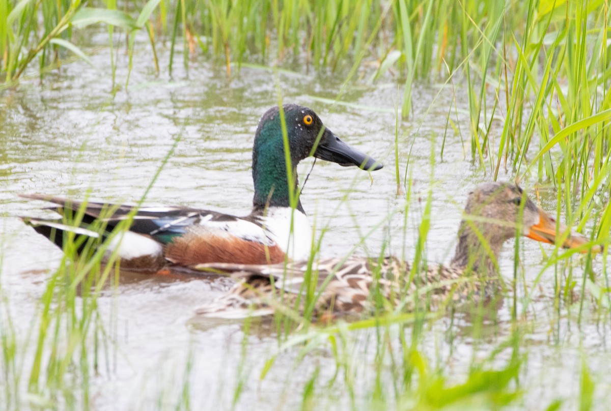 Northern Shoveler - Anuj Ghimire