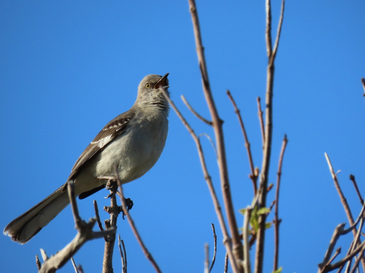 Northern Mockingbird - Ericka Albright