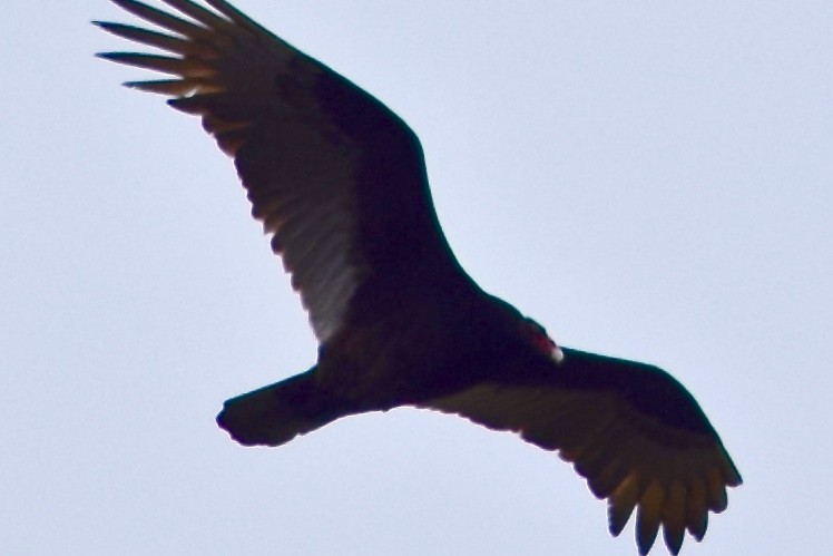 Turkey Vulture - Daniel Edwards