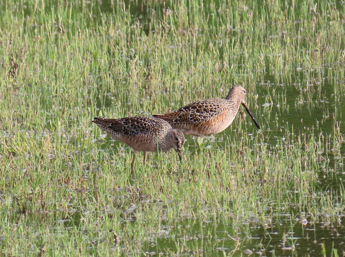 Long-billed Dowitcher - Christopher Tomera