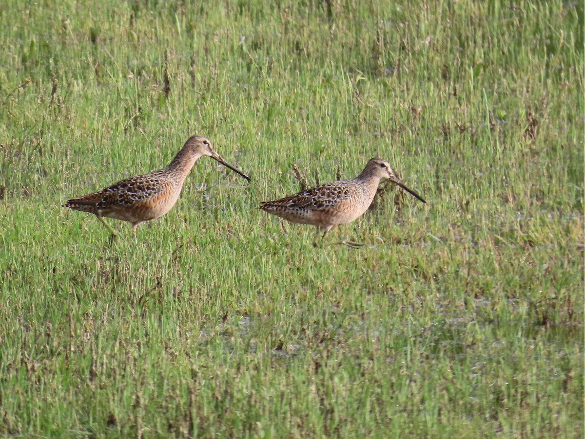 Long-billed Dowitcher - ML619547406
