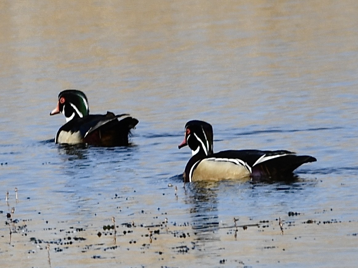 Wood Duck - Shiraz Vira