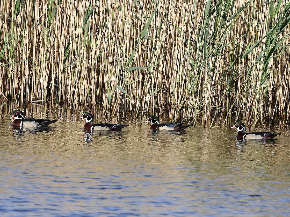 Wood Duck - Shiraz Vira