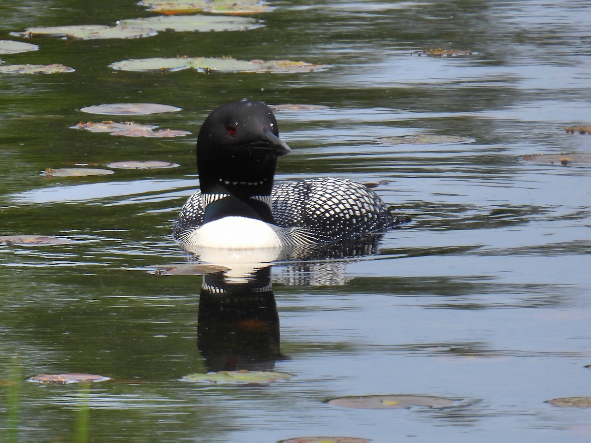 Common Loon - Joan K